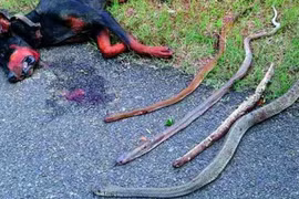 Chú chó trung thành cắn chết 4 con rắn độc, cứu sống 8 người