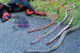 Chú chó trung thành cắn chết 4 con rắn độc, cứu sống 8 người