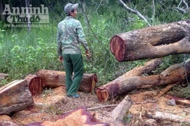 Bắt nhóm đối tượng khai thác gỗ rừng trái phép trong khu bảo tồn