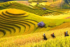 Truyền hình Đức quảng bá Việt Nam