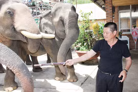 "Vua voi" đất Tây Nguyên