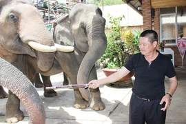 "Vua voi" đất Tây Nguyên