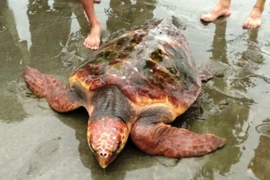Ngư dân từ chối 300 triệu đồng, quyết thả rùa quý về biển