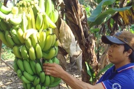 Nông dân khốn khổ vì tin đồn ăn chuối bị ung thư