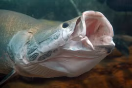 Hà Nội: Giáp mặt loại "thủy quái" nước ngọt cổ xưa 