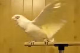 Con vẹt nhảy múa điệu nghệ theo "nhạc sàn"