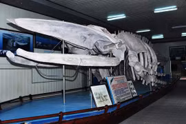 Tận mắt xem bộ xương cá voi khổng lồ ở Việt Nam