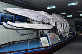 Tận mắt xem bộ xương cá voi khổng lồ ở Việt Nam