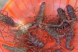 Tôm hùm chết hàng loạt, thiệt hại gần 30 tỉ đồng