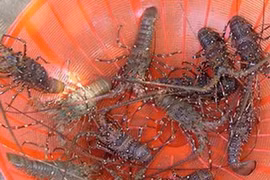 Tôm hùm chết hàng loạt, thiệt hại gần 30 tỉ đồng