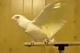 Con vẹt nhảy múa điệu nghệ theo "nhạc sàn"