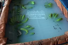 Hơn chục năm lén lút ngâm chuối trong hóa chất rồi tung ra thị trường