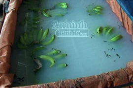 Hơn chục năm lén lút ngâm chuối trong hóa chất rồi tung ra thị trường