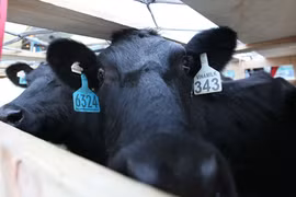 Vinamilk tiếp tục nhập bò sữa cao sản từ Úc về Việt Nam