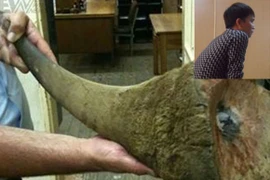 Buôn lậu 2 sừng tê giác giá hơn 60.000 USD từ Nam Phi về Việt Nam