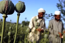 Cuộc chiến với “loài hoa thần chết” ở Afghanistan