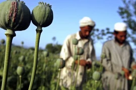 Cuộc chiến với “loài hoa thần chết” ở Afghanistan