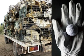 Tiết lộ cực sốc về loại da siêu mềm làm găng tay đánh gôn