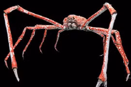 Hà Nội: Tận mắt xem loài cua khổng lồ, có thể dài 3,7m