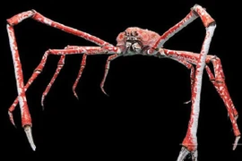 Hà Nội: Tận mắt xem loài cua khổng lồ, có thể dài 3,7m