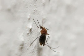 Viêm não bùng phát tại Ấn Độ, hơn 150 người thiệt mạng