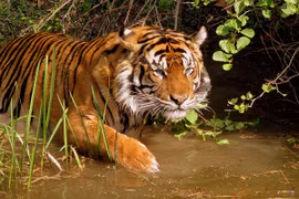 Việt Nam chỉ còn chưa đầy 30 con hổ hoang dã