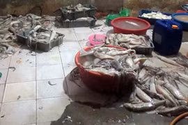 Nhìn cảnh này, ai còn dám ăn mực "tươi", trắng bóc?