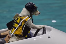 Con chó có khả năng lướt sóng, lái thuyền siêu đẳng