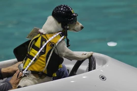 Con chó có khả năng lướt sóng, lái thuyền siêu đẳng