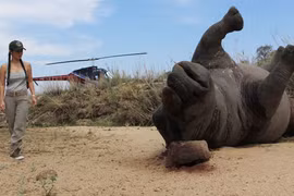 "Bống" Hồng Nhung sốc nặng khi thấy tê giác bị giết hại, cưa trộm sừng