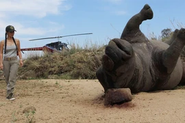 "Bống" Hồng Nhung sốc nặng khi thấy tê giác bị giết hại, cưa trộm sừng