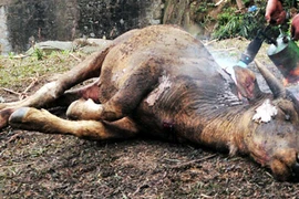 Lào Cai: Nỗi đau sau tuyết trắng