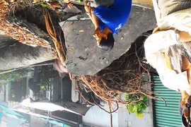 Cây Sọ khỉ cổ thụ bật gốc, suýt đè sập nhà dân