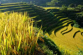 Những nét đẹp trên chặng đường tìm về mùa lúa chín Tây Bắc