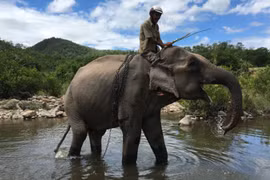 [Tin nhanh tối 4-12-2020] Con voi cuối cùng ở Bắc Tây Nguyên chết bên bờ suối