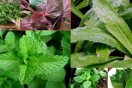 [ẢNH] Những lưu ý có lợi cho sức khỏe khi ăn rau sống 