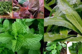 [ẢNH] Những lưu ý có lợi cho sức khỏe khi ăn rau sống 