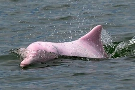 [Tin nhanh sáng 19-10-2020] Bốn người trong đoàn cứu hộ gặp nạn đã về nhà an toàn