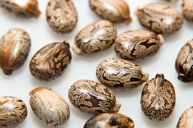 [CLIP] Chất độc ricin gửi tới Nhà Trắng nguy hiểm như thế nào?