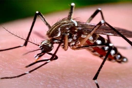 Những lưu ý quan trọng nhất định phải biết khi điều trị sốt xuất huyết tại nhà