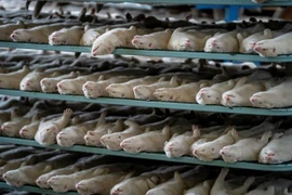 [ẢNH] Tìm thấy biến chủng của virus SARS CoV-2, 17 triệu con chồn đã bị tiêu hủy