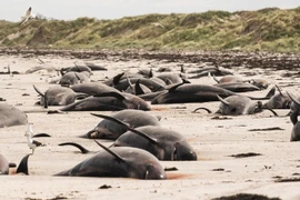 Kỳ lạ: Gần 100 con cá voi cùng mắc cạn ở New Zealand