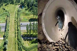[ẢNH] Độc đáo những công trình giao thông dành riêng cho động vật