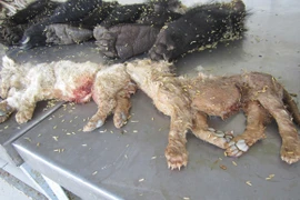 Phát hiện xác hổ và gấu con trong hầm xe khách