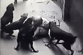 Hoảng sợ vụ 4 con chó dữ lao vào cắn xé chủ ở Hà Nội