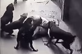 Hoảng sợ vụ 4 con chó dữ lao vào cắn xé chủ ở Hà Nội