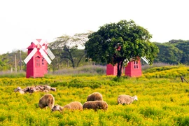 Ngắm vườn cúc sao băng cùng cây cô đơn tuyệt đẹp ở Hà Nội