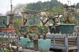 Về Nhật Tân xem hoa đào 'thất thốn'