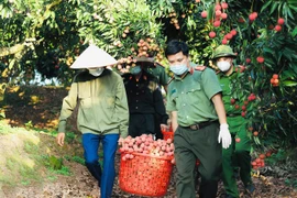 Giữa tâm dịch, Công an Bắc Giang giúp người dân thu hoạch nông sản