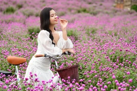 Giới trẻ Hà Nội háo hức với cánh đồng cúc bách nhật